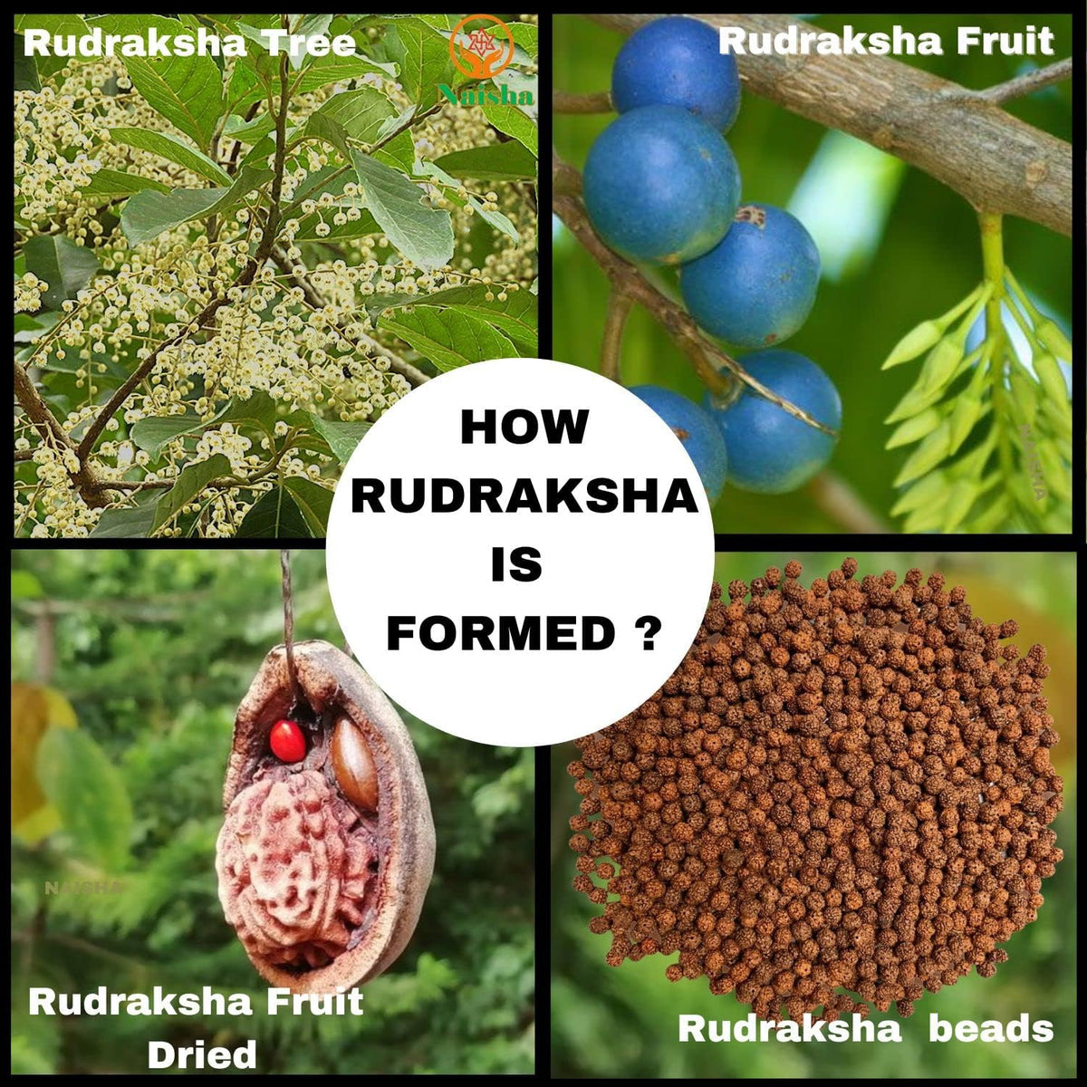 7mm Rudraksha Mala Necklace Prayer Beads Meditation Yoga Rosary