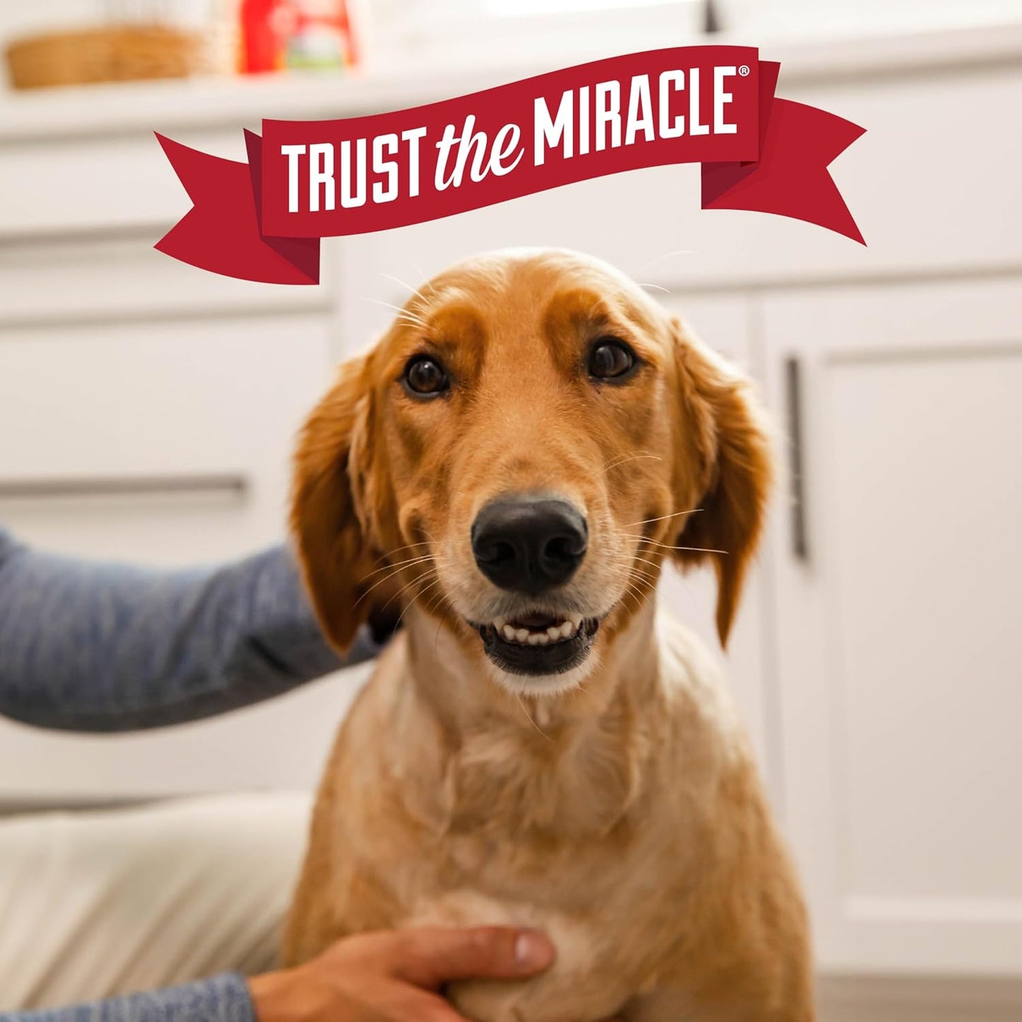 Nature’s Miracle Advanced Stain and Odor Eliminator Dog Spray, Fresh Scent, Severe Mess Enzymatic Formula For Tough Pet Messes, 32 oz